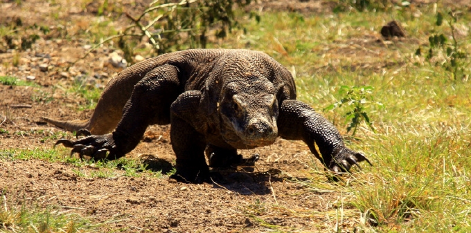 恐竜の生き残り コモドドラゴンに出会うインドネシアの旅 Amanwana Komodo Expedition Travel Sense Faust A G